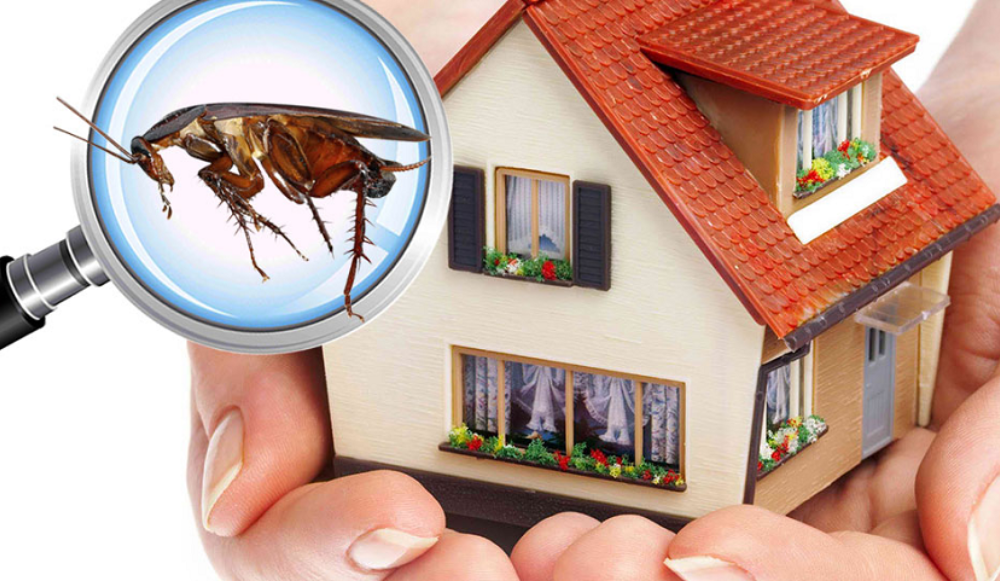 Pest Inspections safe House